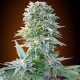 Auto Jack Herer feminised Master Seed - 10 насінин
