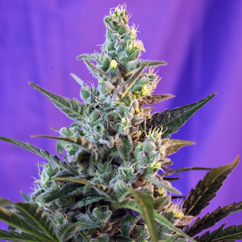 Auto Sweet Skunk feminised GanjaLiveSeeds