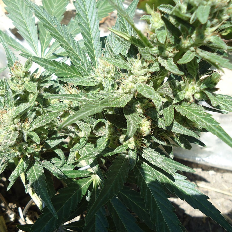 White Gum feminised Ganja Seeds