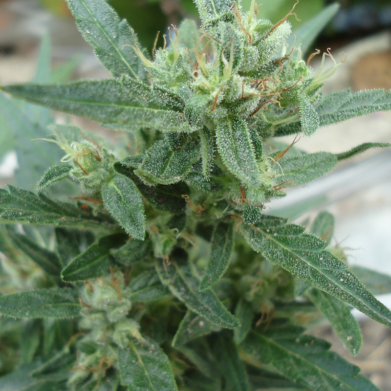 White Gum feminised Ganja Seeds