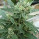 White Gum feminised Ganja Seeds