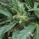 White Gum feminised Ganja Seeds