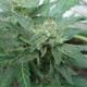 White Gum feminised Ganja Seeds