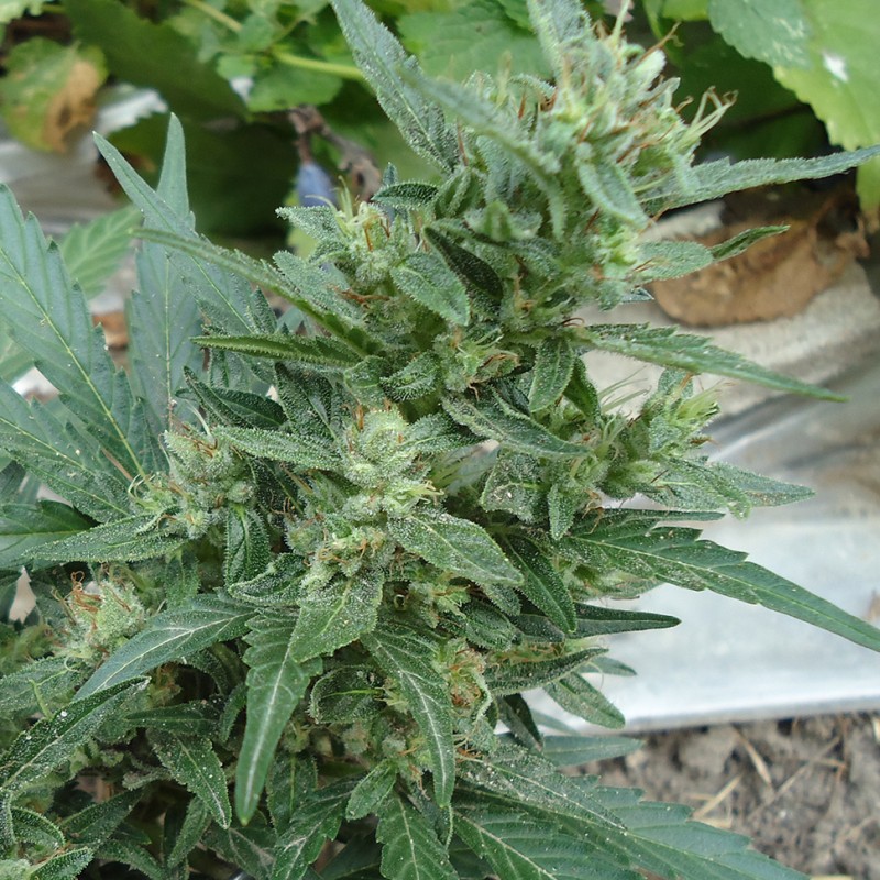 White Gum feminised Ganja Seeds