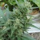 White Gum feminised Ganja Seeds