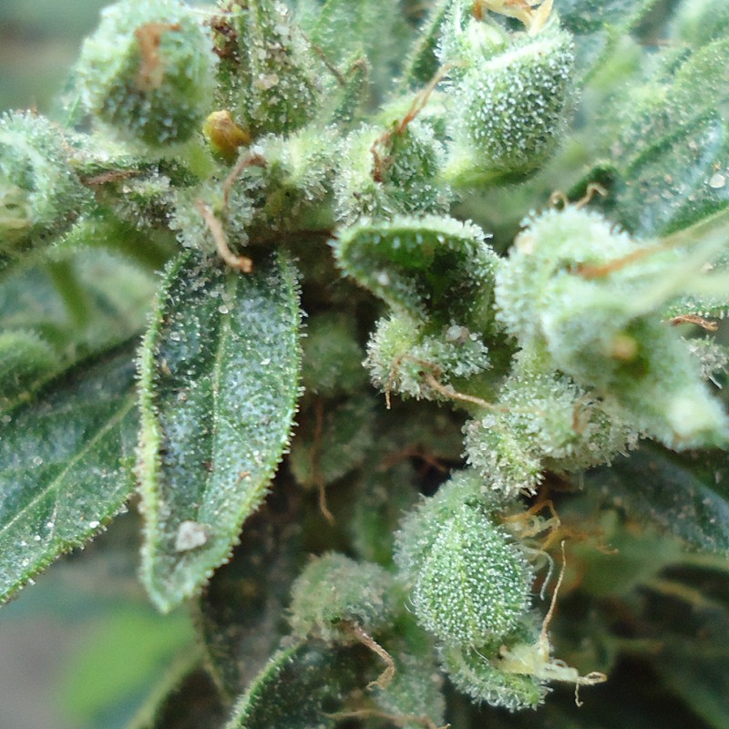 White Gum feminised Ganja Seeds