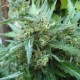 White Gum feminised Ganja Seeds