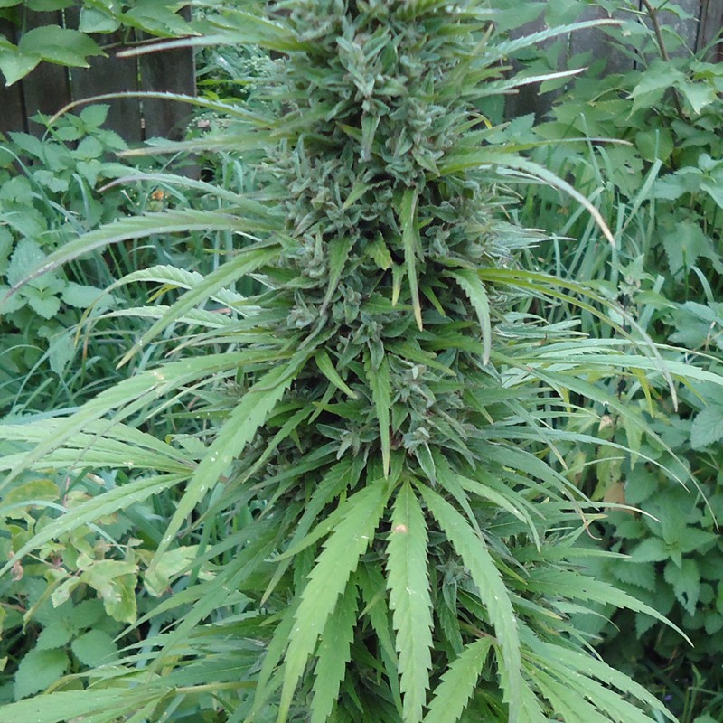 White Gum feminised Ganja Seeds