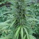 White Gum feminised Ganja Seeds