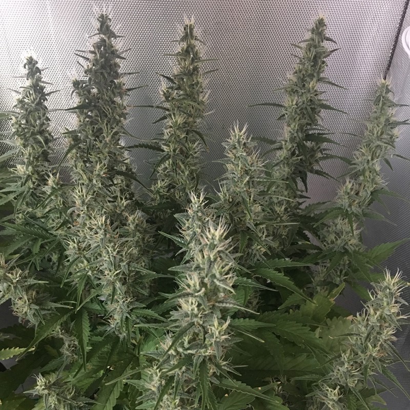White Gum feminised Ganja Seeds