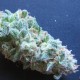 White Gum feminised Ganja Seeds