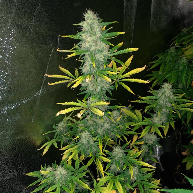 Auto Royal Gorilla feminised Ganja Seeds - 2 насінини