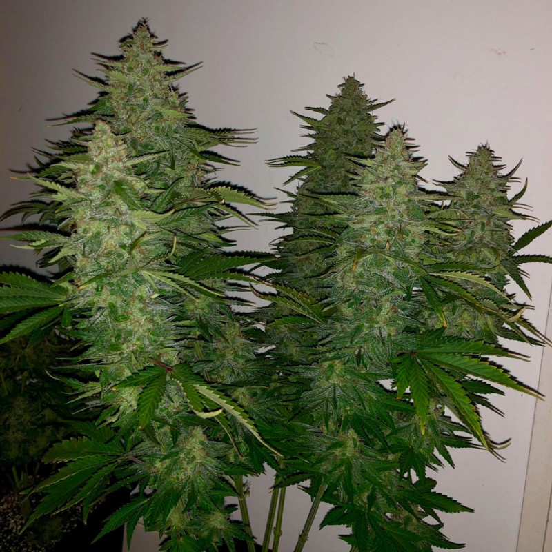 Auto Royal Gorilla feminised Ganja Seeds - 2 насінини