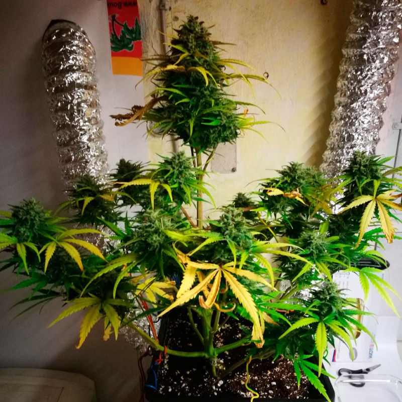 Auto Royal Gorilla feminised Ganja Seeds - 2 насінини