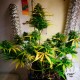 Auto Royal Gorilla feminised Ganja Seeds - 2 насінини