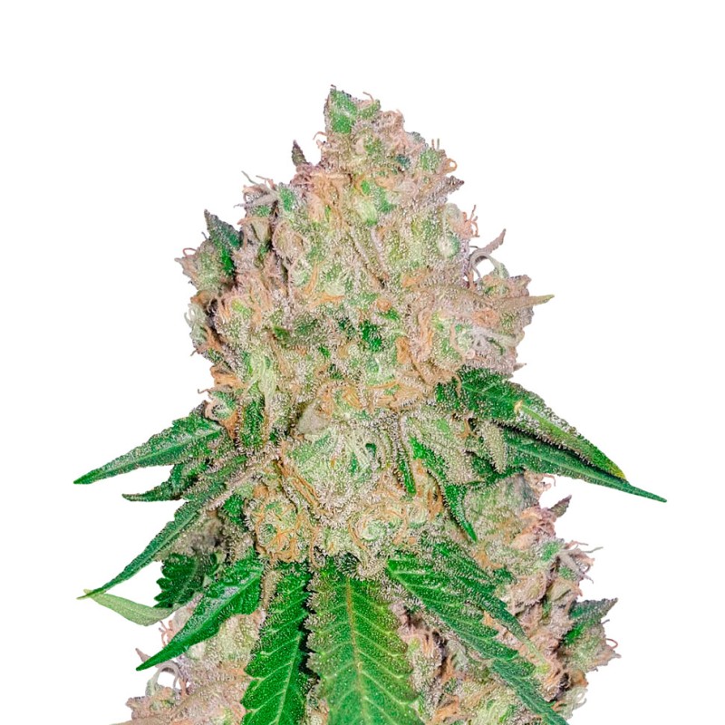 Auto Royal Gorilla feminised Ganja Seeds - 2 насінини