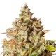 Auto Royal Gorilla feminised Ganja Seeds - 2 насінини