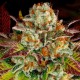 Auto Mintz feminised Ganja Seeds - 4 насінини