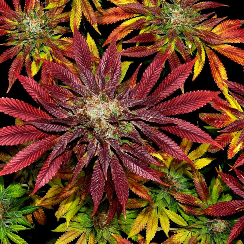 Auto Mintz feminised Ganja Seeds - 4 насінини