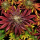Auto Mintz feminised Ganja Seeds - 4 насінини