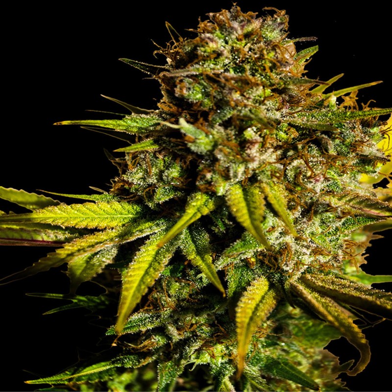 Auto Mintz feminised Ganja Seeds - 4 насінини