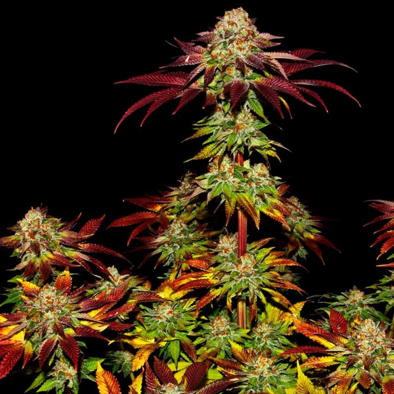 Auto Mintz feminised Ganja Seeds - 4 насінини