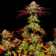 Auto Mintz feminised Ganja Seeds - 4 насінини