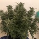 Auto Bomb feminised Ganja Seeds - 477 насінин