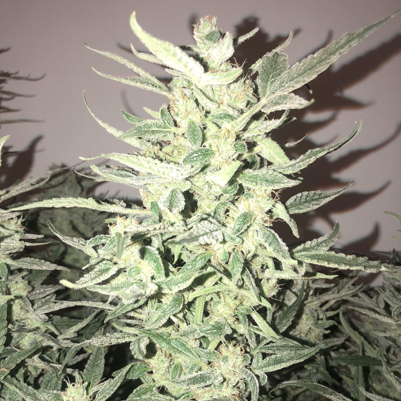 Auto Bomb feminised Ganja Seeds - 477 насінин