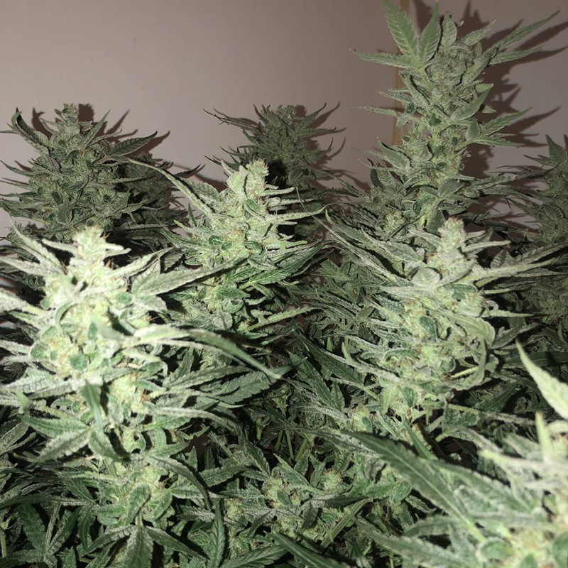 Auto Bomb feminised Ganja Seeds - 477 насінин