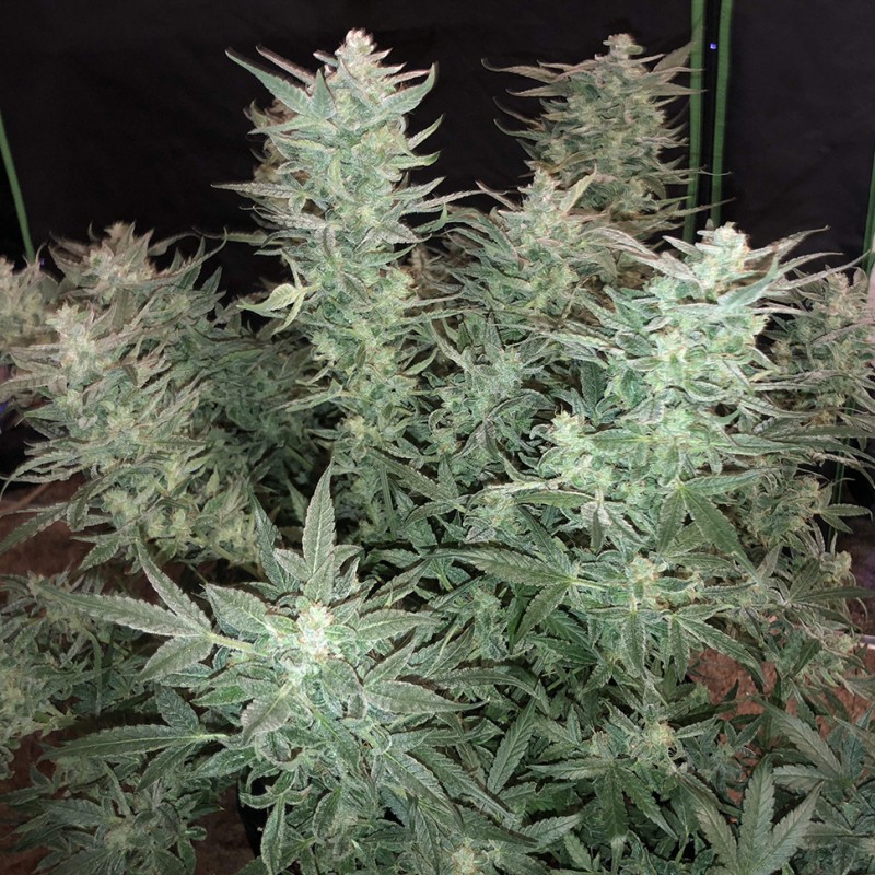 Auto Bomb feminised Ganja Seeds - 477 насінин