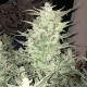 Auto Bomb feminised Ganja Seeds - 477 насінин