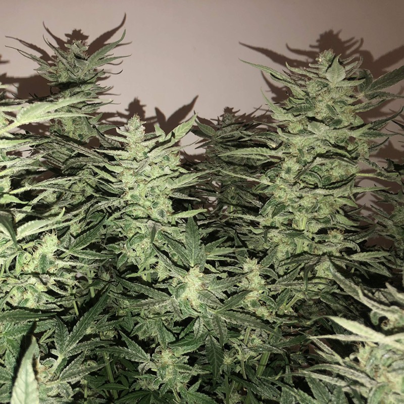 Auto Bomb feminised Ganja Seeds - 477 насінин
