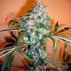 Auto Kali Mist feminised Master Seed - 10 насінин