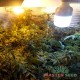 Auto Kali Mist feminised Master Seed - 10 насінин