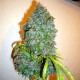 Auto Kali Mist feminised Master Seed - 10 насінин