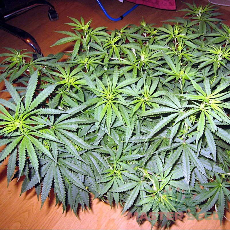Auto Kali Mist feminised Master Seed - 10 насінин