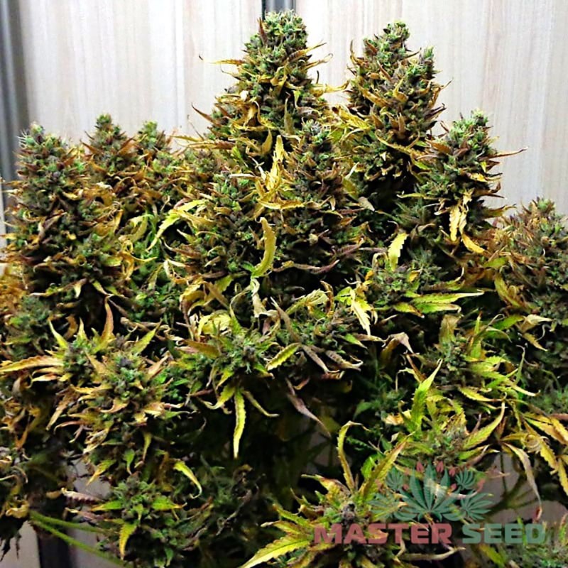 Auto Kali Mist feminised Master Seed - 10 насінин