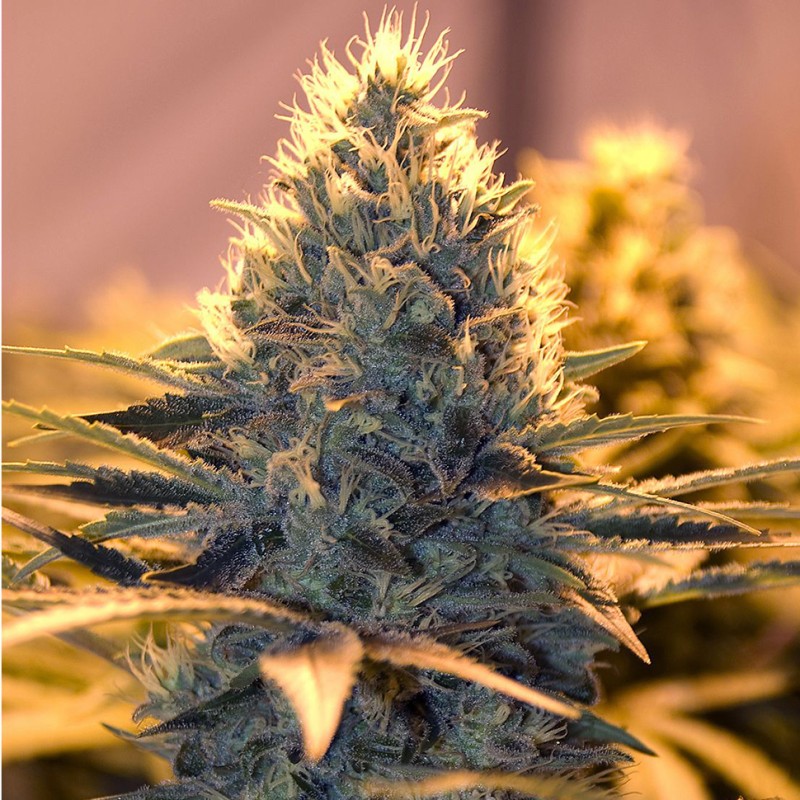 White Lavender feminised Ganja Seeds - 2 насінини