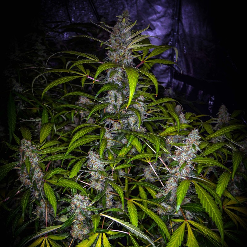 White Lavender feminised Ganja Seeds - 2 насінини