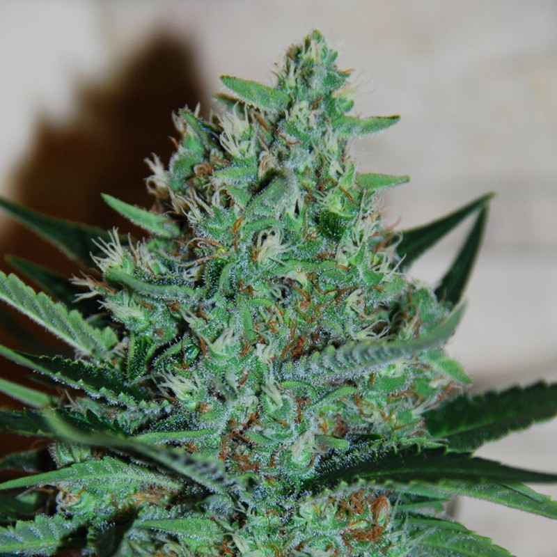 White Lavender feminised Ganja Seeds - 2 насінини
