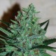 White Lavender feminised Ganja Seeds - 2 насінини