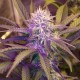 White Lavender feminised Ganja Seeds - 2 насінини