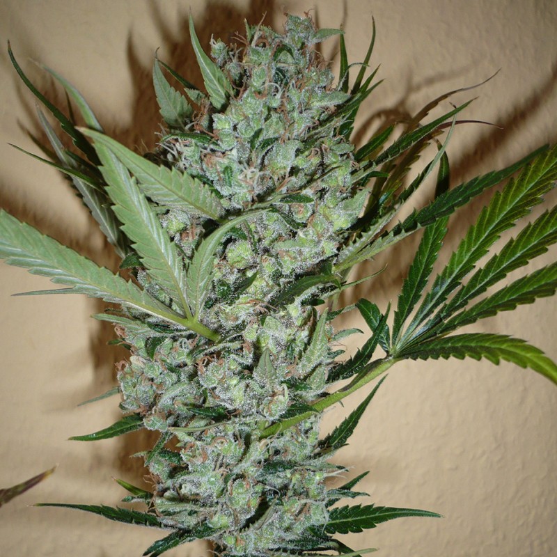 White Lavender feminised Ganja Seeds - 2 насінини