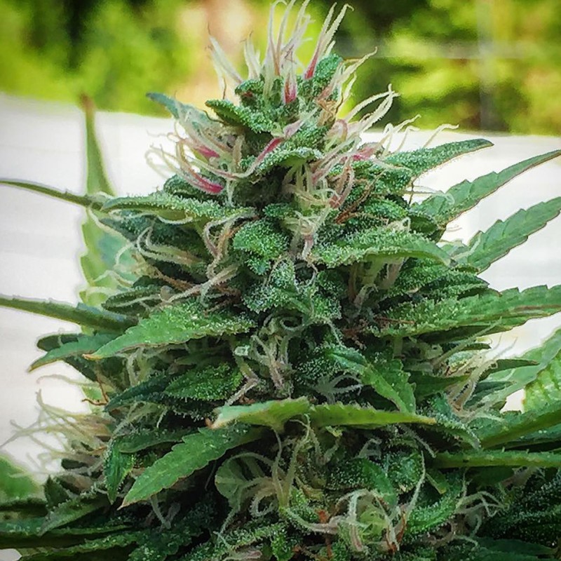 White Lavender feminised Ganja Seeds - 2 насінини