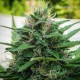 White Lavender feminised Ganja Seeds - 2 насінини