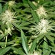 White Lavender feminised Ganja Seeds - 2 насінини