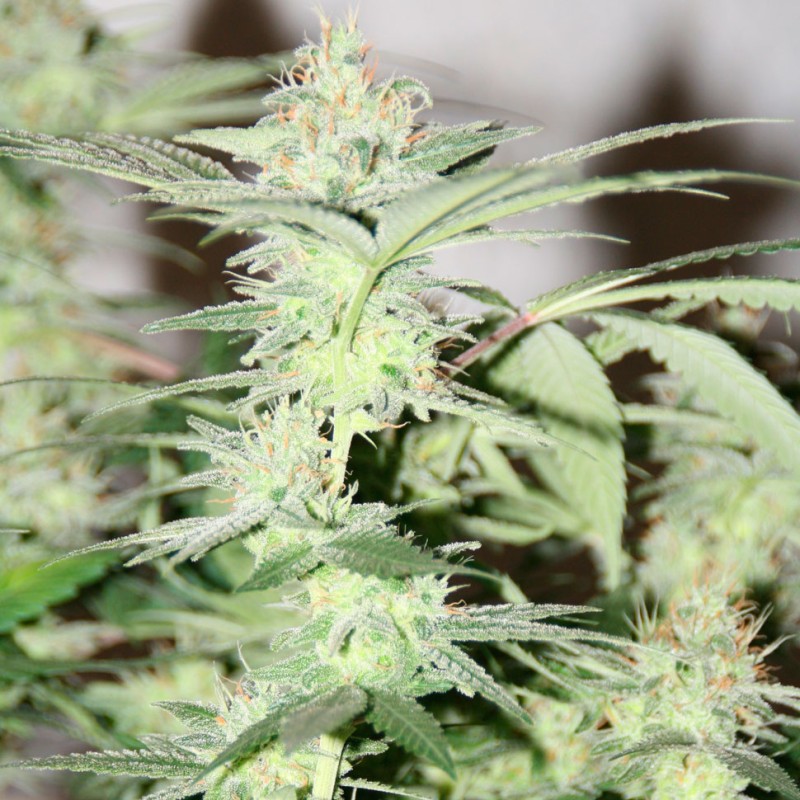 White Lavender feminised Ganja Seeds - 2 насінини