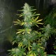 Auto Royal Gorilla feminised GanjaLiveSeeds
