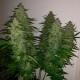 Auto Royal Gorilla feminised GanjaLiveSeeds